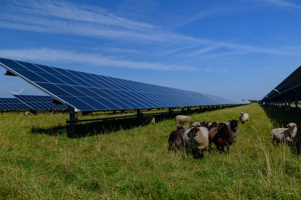 Fermes solaires et biodiversité
