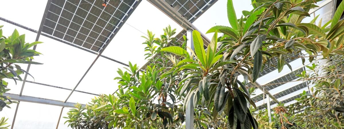 serre photovoltaique